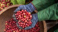 Шеметната нестабилност на какаото започна да засяга пазара на кафе