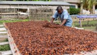 Най-горещата суровина: Историческият скок на какаото в пет графики