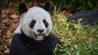 Китай изпраща нови панди на Франция след срещата Макрон-Си