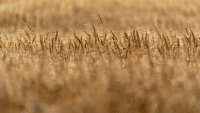 Пшеницата и царевицата поевтиняват след подновяването на сделката с Украйна
