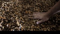 За производителите на какао и кафе в Африка е нужна социална отговорност