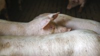 Китай започна антидъмпингова проверка на вноса на свинско от ЕС