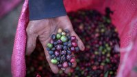 Цената на кафето ще остане висока - презапасяването и жегите удрят доставките от Виетнам