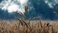Лошото време и войната застрашават световните доставки на пшеница