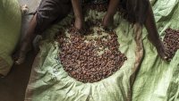Цената на какаото ще удари $15 000 заради продължаващия недостиг на доставки