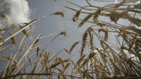 Пшеницата поскъпва с най-много през май от началото на войната в Украйна