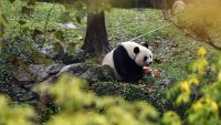 Китай сигнализира, че "дипломацията на пандата" със САЩ и Европа ще бъде възобновена