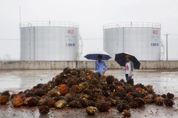 &lt;p&gt;Работници зад кокосови орехи в завода Mong Reththy Investment Cambodia Oil Palm Co. (MRICOP). 19 септември 2016. Photographer: Brent Lewin/Bloomberg.&lt;/p&gt;

&lt;p&gt;Палмовото масло навлече в бичи пазар през август 2016 заради ръста в търсенето преди празниците в Китай и Индия и след като бавното възстановяване от Ел Ниньо забавя предлагането.&lt;/p&gt;
