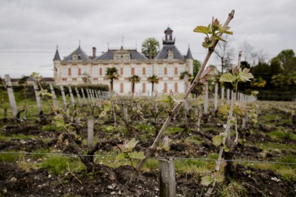 <p>Млади лози край Шато Марки д&#39;Алем /Chateau Marquis d&#39;Alesme/ в Марго, Франция, на 14 април 2016.</p>
