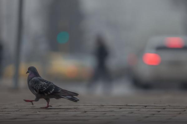 <p>Малките частици, погълнати чрез замърсения въздух, съкращават човешкия живот повече от цигарения дим, твърди доклад, цитиран от <a href="https://www.investor.bg/analizi/91/a/zamyrsiavaneto-na-vyzduha-nai-golemiiat-ubiec--272972/" target="_blank">Инвестор БГ</a>.</p>

<p>&quot;Ако мини Марица-изток бъдат закрити, цената на тока ще се повиши, каза в предаването <a href="https://www.investor.bg/ikonomika-i-politika/332/a/anton-ivanov-ako-mini-marica-iztok-bydat-zakriti-tokyt-shte-poskypne-272830/" target="_blank">Антон Иванов </a>от Българския енергиен и минен форум.</p>
