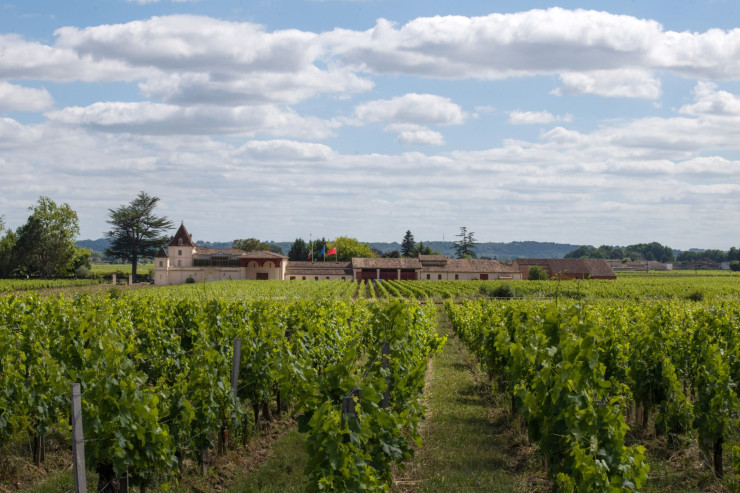 French Vineyards