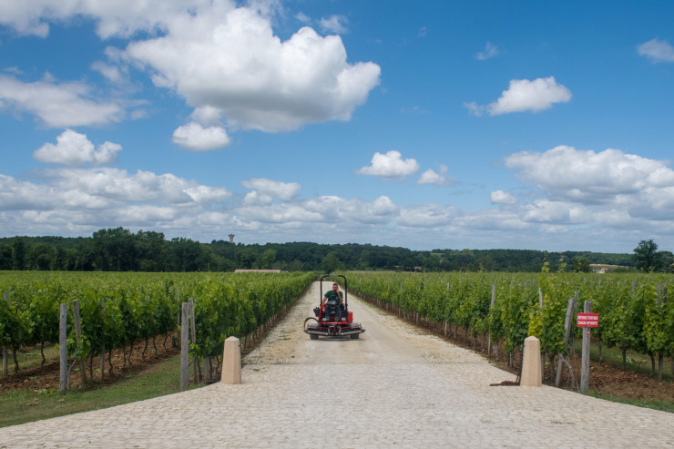 French Vineyards